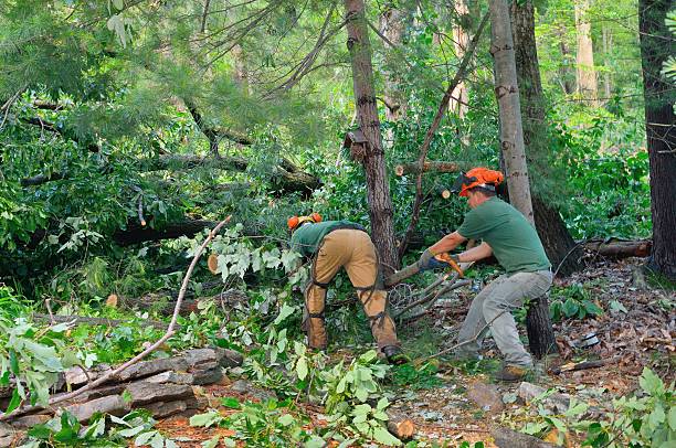 Best Tree Disease Treatment  in Clayton, NC